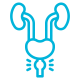 prostata (3).png